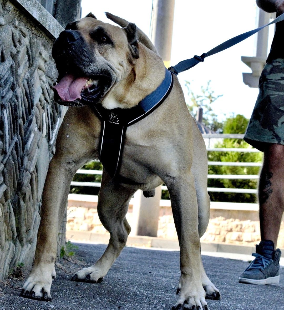Dog wearing the Bestia GripPro Sport Harness during outdoor activity, highlighting adjustable straps and breathable design.