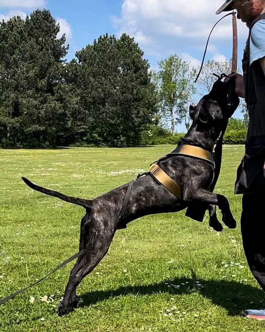Dog training outdoors while wearing the Bestia GripPro Sport Harness, illustrating control and freedom of movement.