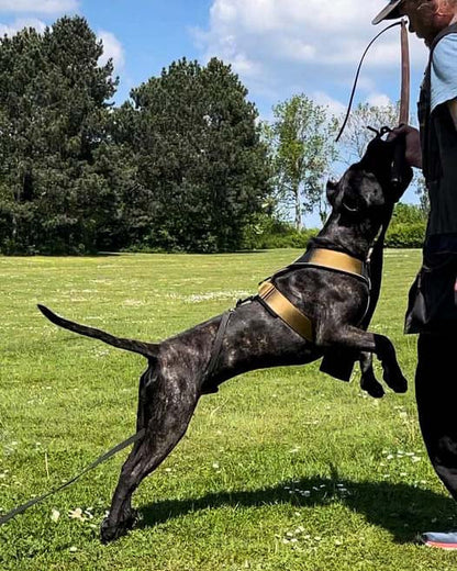 Dog training outdoors while wearing the Bestia GripPro Sport Harness, illustrating control and freedom of movement.