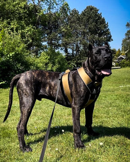 Large dog wearing the Bestia GripPro Sport Harness outdoors, showcasing ergonomic fit and secure chest support.
