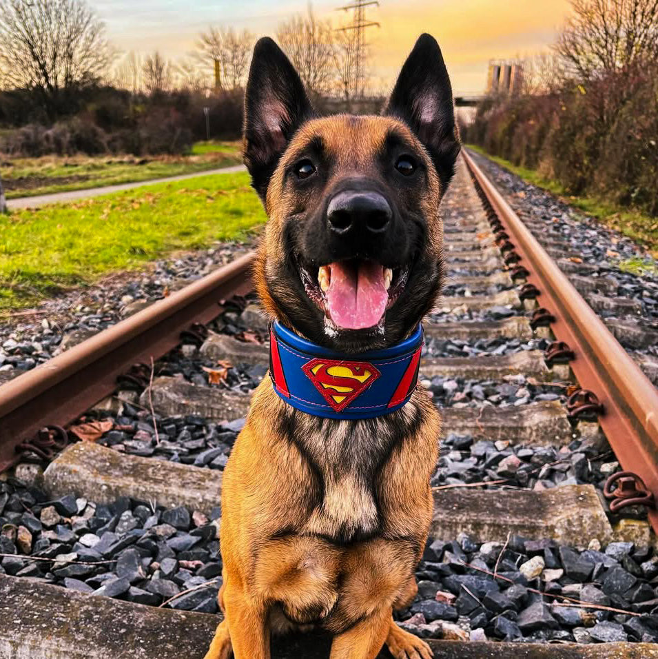 German Shepherd wearing the Bestia Superdog padded leather dog collar, standing outdoors on railway tracks.