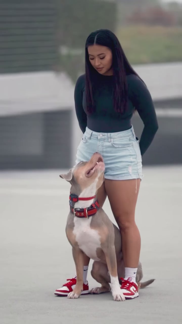 Dog wearing the Bestia Superdog leather collar during a training session with its owner.