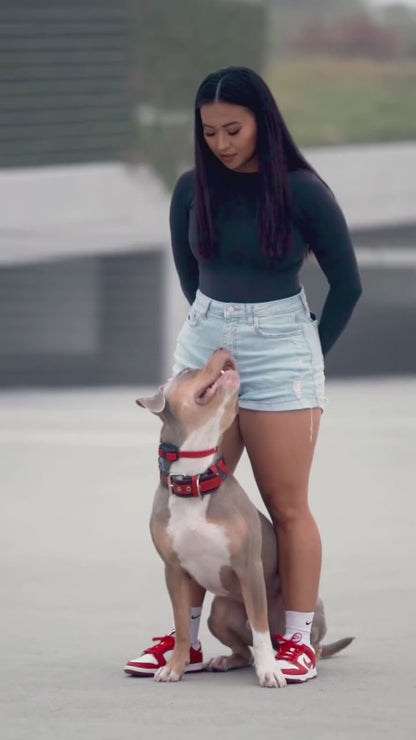Dog wearing the Bestia Superdog leather collar during a training session with its owner.