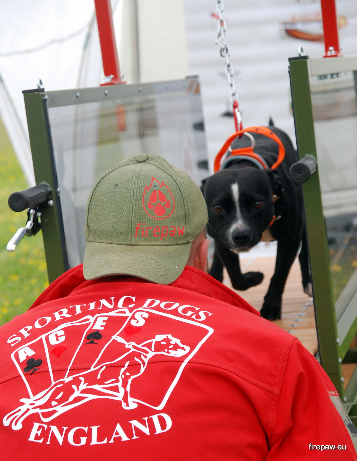 A black and white dog, like a Staffordshire Bull Terrier, training on a FirePaw mechanical treadmill while a trainer in a professional red "Sporting Dogs England" jacket observes.