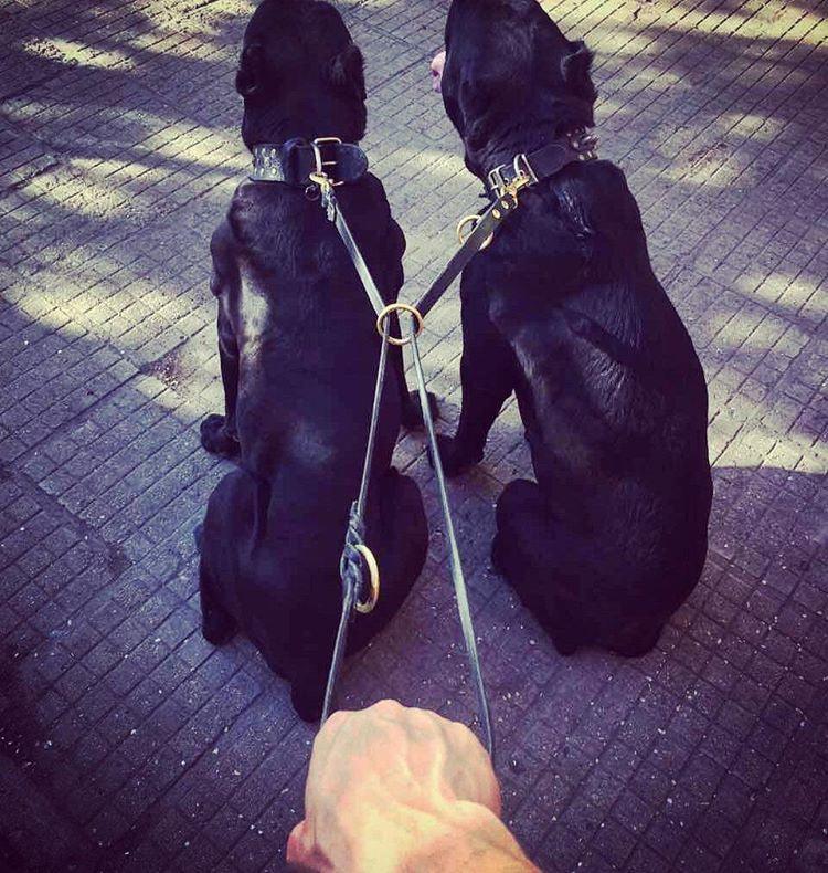 Hands-free double dog leash setup using the Bestia professional leather leash, ideal for walking two dogs with secure control.